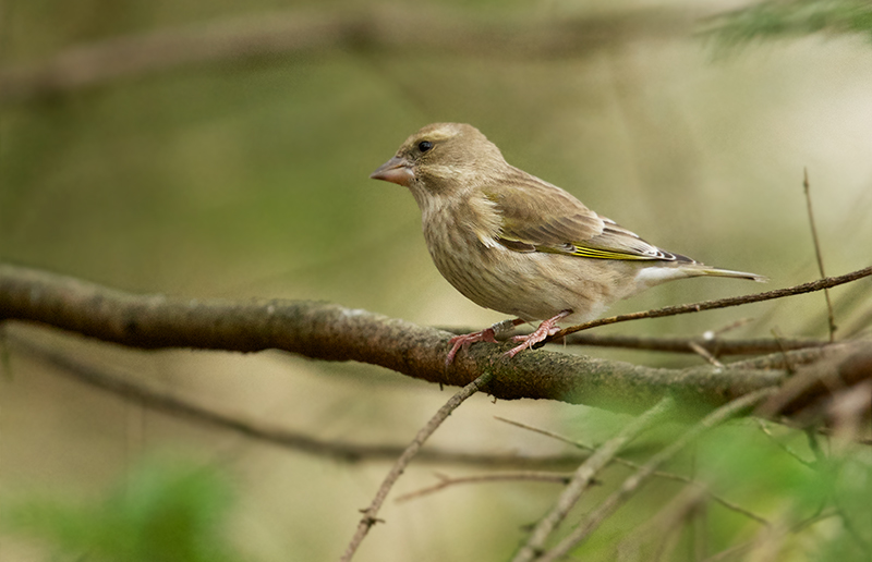 Grønnfink - European Greenfinch (Chloris chloris)female.jpg